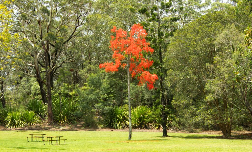A single red tree in a park next to picnic tables in front of green trees